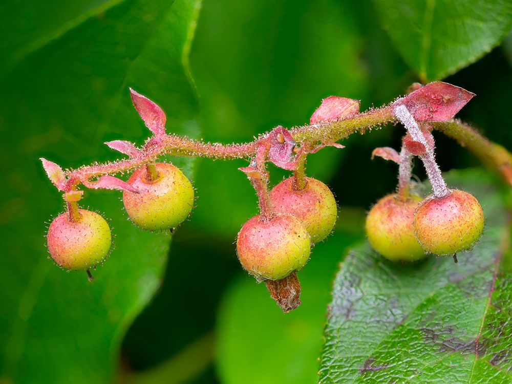 Salal berries
